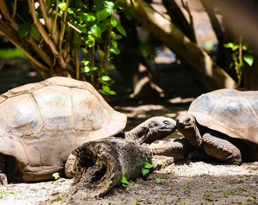Seychelles Turtles kissing thumb