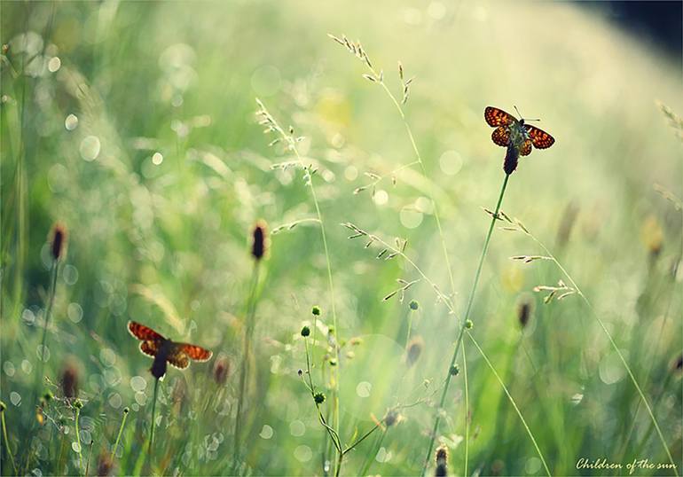 Original Nature Photography by Sergej Lipkin | Photorealism Art on Paper | Children of the Sun