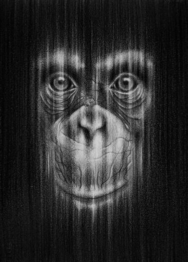 Chimpanzee Portrait thumb