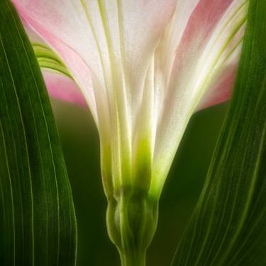 Peruvian Lily #1453s thumb