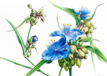 Original Realism Botanic Paintings by Lida Duchnewitsch