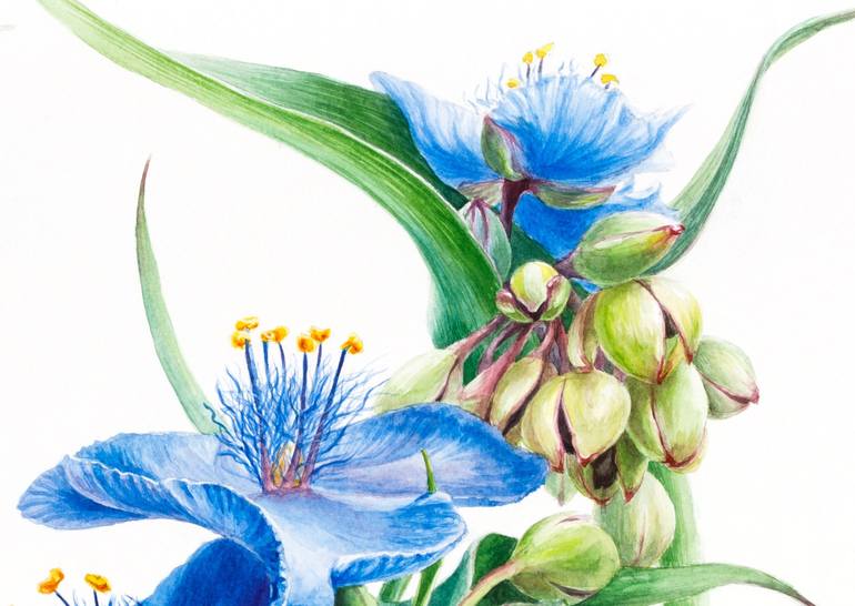 Original Botanic Painting by Lida Duchnewitsch