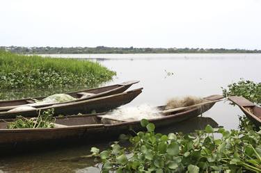 Water Hyacinth thumb