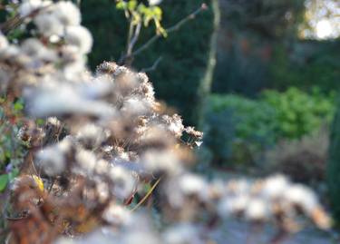 Seeds of Magical Garden thumb