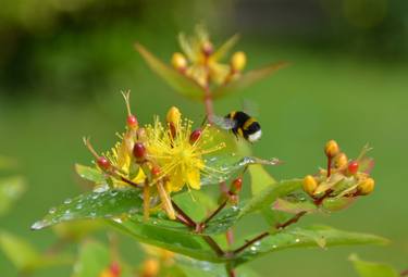 St. John's Wort flowers thumb