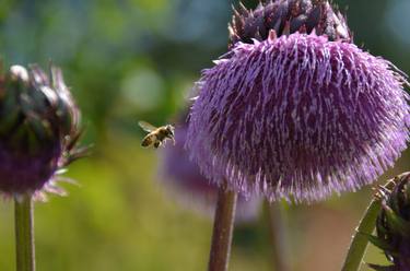 Thistle Crown in The Seeds of Hope Garden thumb