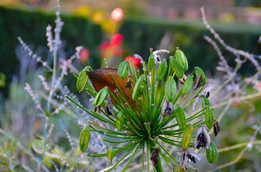 Print of Fine Art Botanic Photography by Klaudia Adamowicz