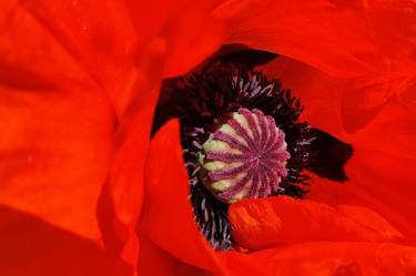 Print of Fine Art Botanic Photography by Klaudia Adamowicz