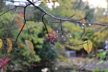 Print of Fine Art Botanic Photography by Klaudia Adamowicz