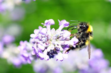 Original Documentary Nature Photography by Mark Davey