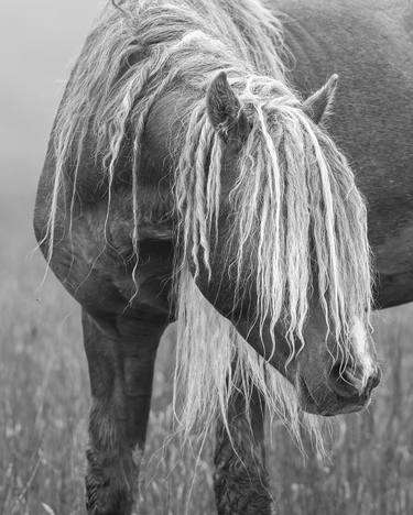 Original Fine Art Horse Photography by Debra Garside