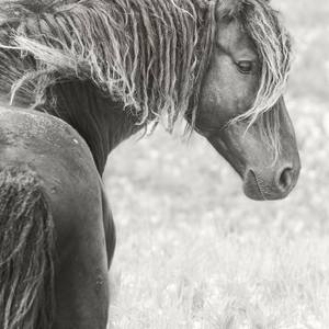 Collection International Spotlight: Canada