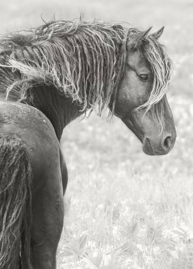 Original Fine Art Horse Photography by Debra Garside