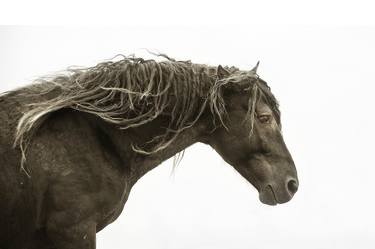 Original Fine Art Horse Photography by Debra Garside