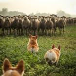 Corgis on duty by Anna Szabo