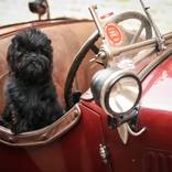 Monka's ride by Anna Szabo