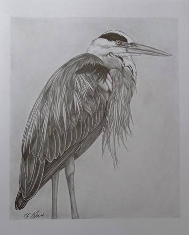 Bird / Grey heron. thumb