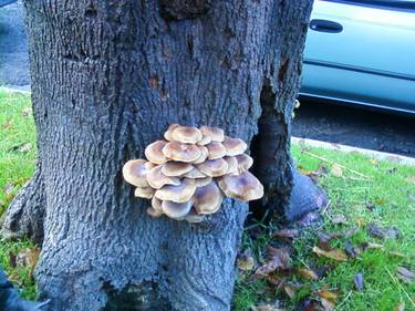 Mushroom Tree thumb