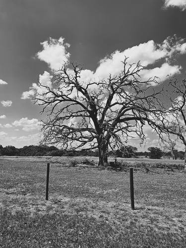 Cotton Tree thumb