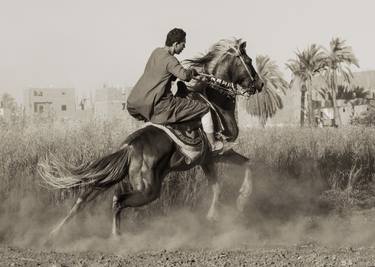 Original Fine Art Horse Photography by Rania Elsayed