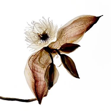 Original Contemporary Botanic Photography by Ulla-Mari Lindström