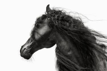 Print of Horse Photography by Ruth Marcus