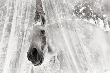 Original Animal Photography by Ruth Marcus