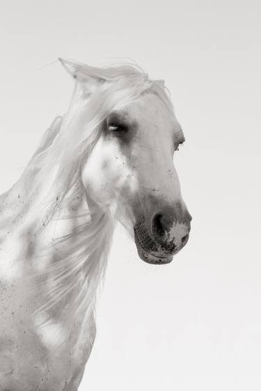 Original Animal Photography by Ruth Marcus