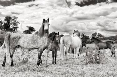 The Daughter of the leading mare thumb