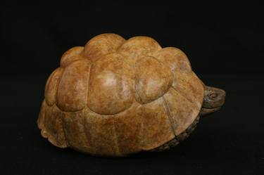 Leopard Tortoise thumb