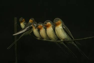 Swallows thumb