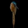 Bronze Sculpture depicting a Kingfisher perched on a Bullrush on a circular base.