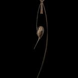 Bronze Two Long Tailed Tits by Adam Binder
