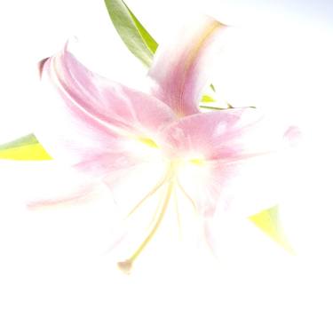 Original Floral Photography by asli girgin