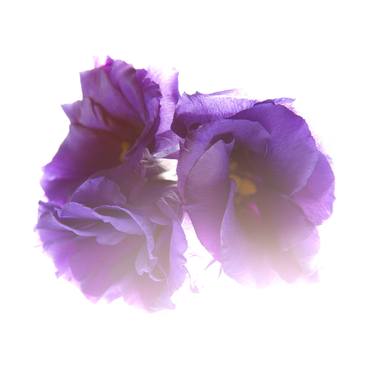 Lisianthus thumb