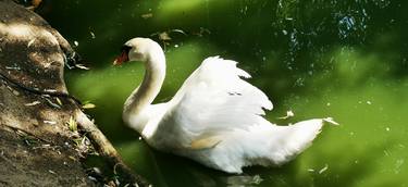 Swan thumb