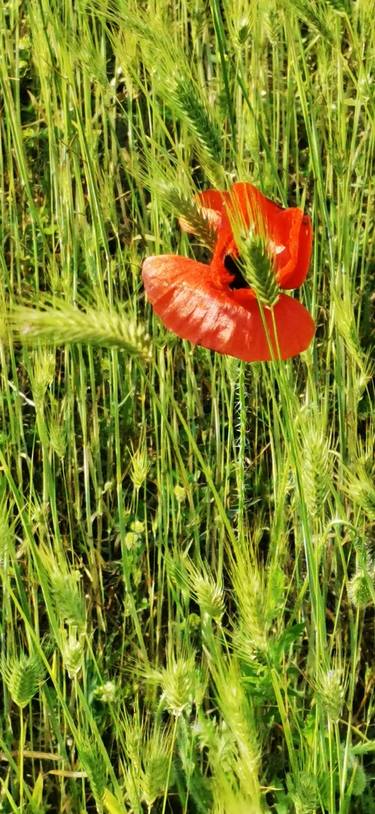 Poppy in grass thumb