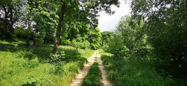 The forest path thumb