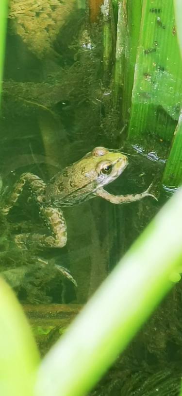 little froggie thumb