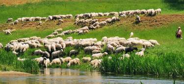 Sheeps at the river thumb
