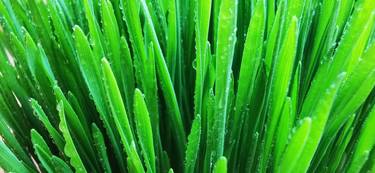 Wheatgrass thumb