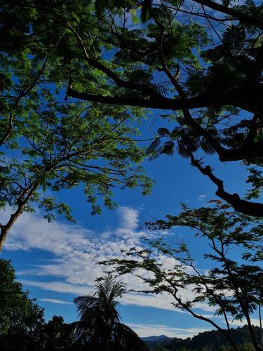 Tropical Rainforest trees under the beautiful blue sky. thumb