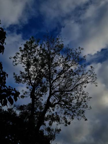 A beautiful Tropical Rainforest tree under the  cloudy sky. thumb