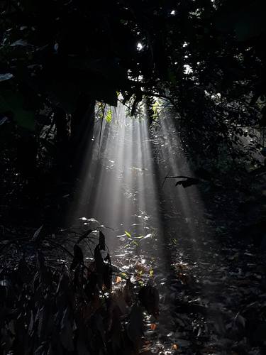 Sunlight streaming through the forest. thumb