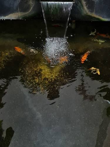 A beautiful Koi fish pond. thumb