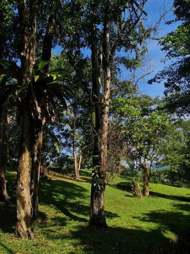 Beautiful Acacia trees under the sunny weather. thumb