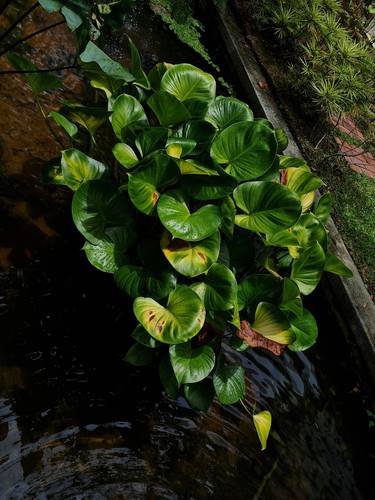 A cluster of beautiful Peace lilies. thumb