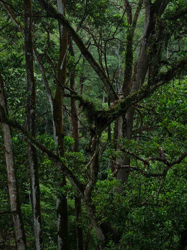 Original Realism Landscape Photography by Jess Hon