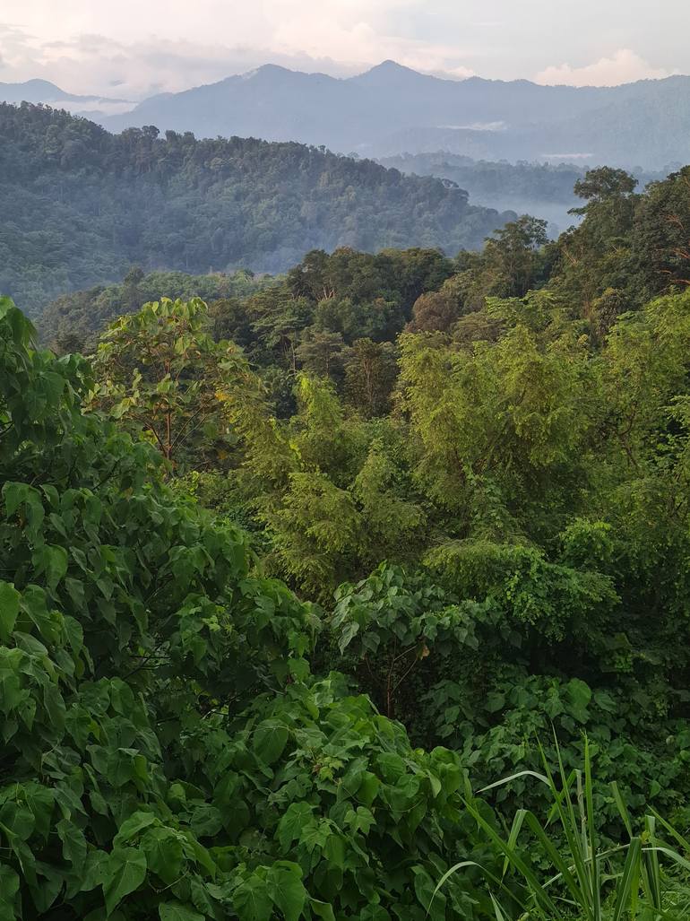 Original Landscape Photography by Jess Hon | Realism Art on Paper | View of the mountains and forest during sunset hour.