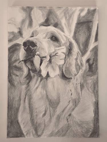 Graphic Pencil Drawing Dog (golden retriever) A4 thumb